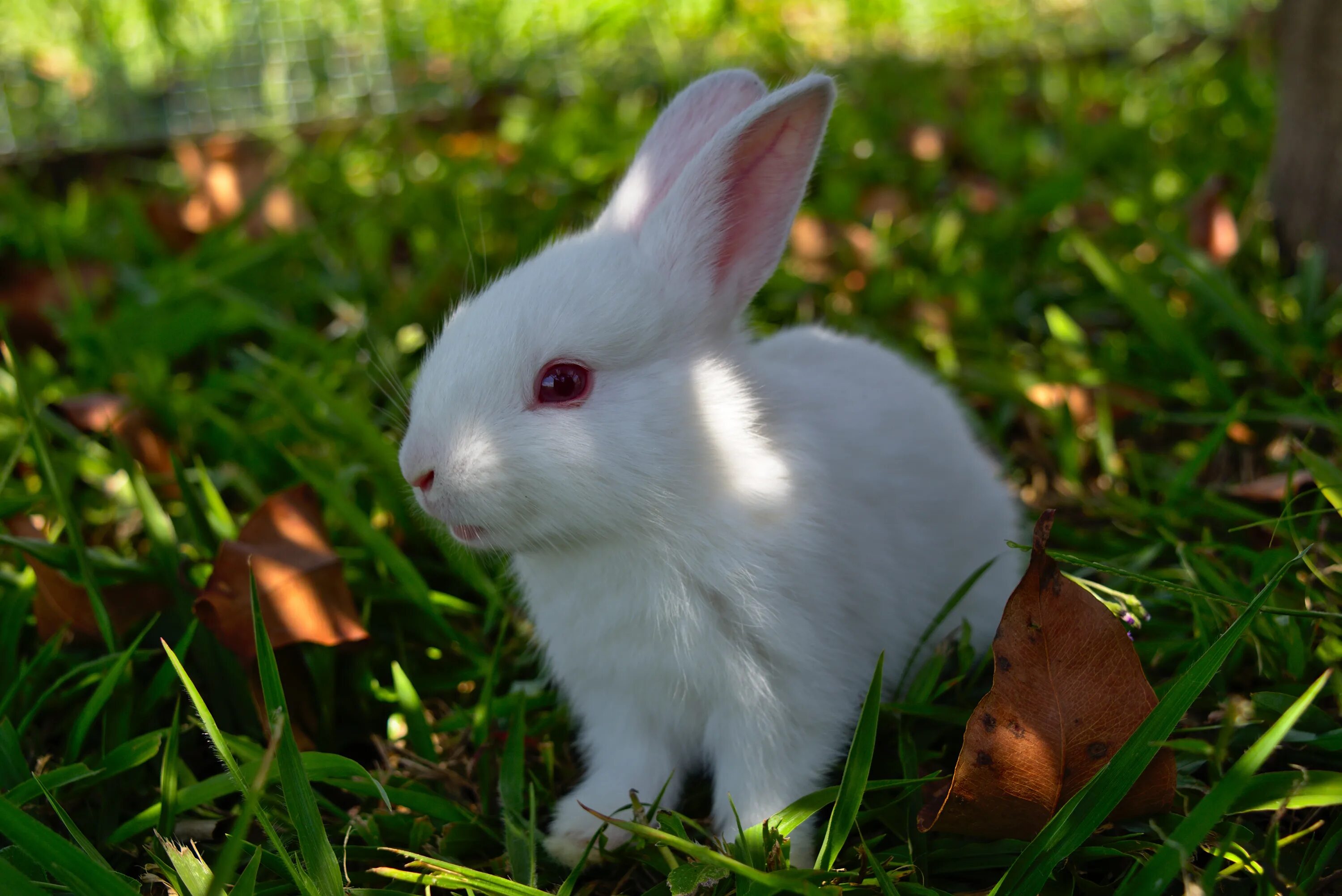 Кролик. Белый кролик. Кролик фото. Крольчата.