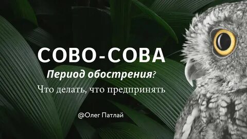 Сово сова