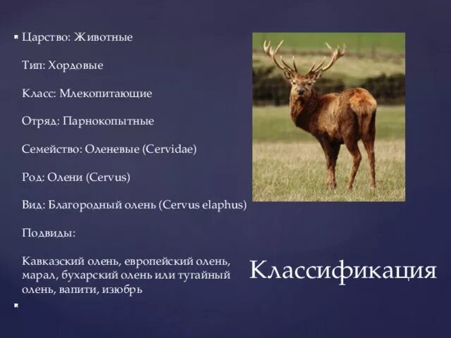 Лось относится к парнокопытным. Благородный олень систематика. Классификация оленя. Классификация животных олень. Систематика животных олень.