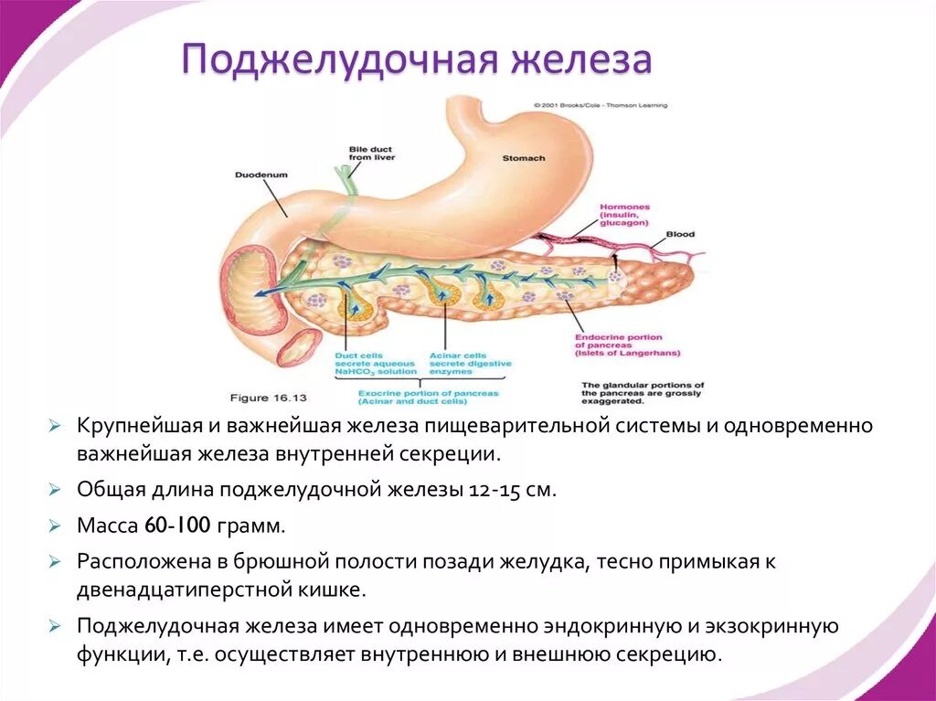 Пересадка поджелудочной при диабете. Поджелудочная железа строение и функции в организме человека. Поджелудочная железа строение и функции. Функции поджелудочной железы при сахарном диабете 2 типа. Поджелудочная железа расположение строение функции.