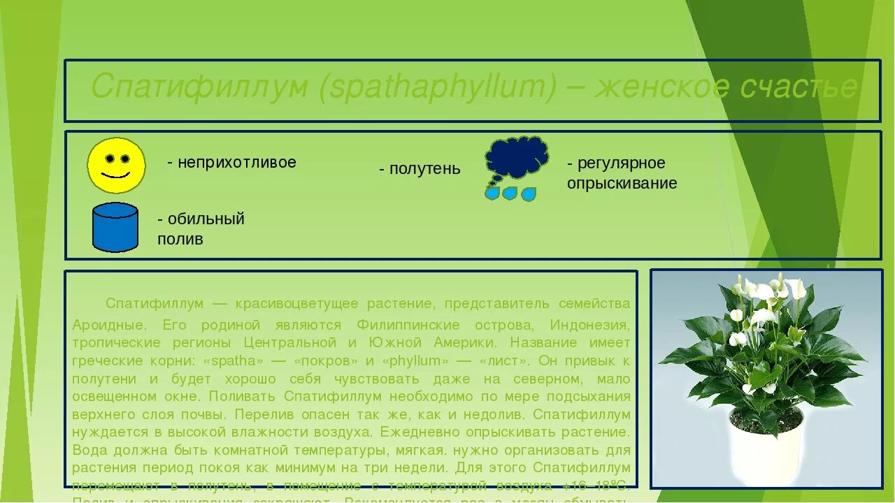 Как выглядит паспорт растения Комнатные растения в детском саду презентация онлайн