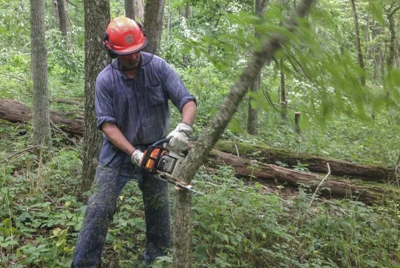 Cut them down. Cut down Trees. Cutting down Trees. How to Cut a Tree. Cut down Trees causes.