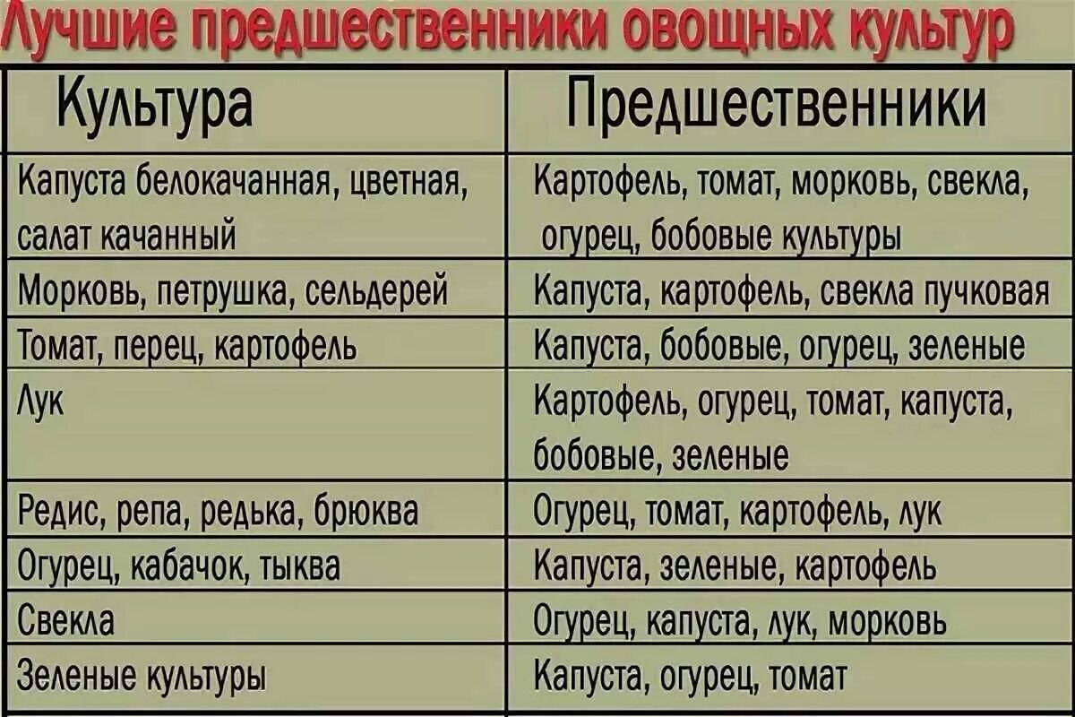 Можно ли сажать лук после чеснока. После каких овощей можно сажать морковь. После каких культур можно сажать чеснок. После каких культур сажать морковь. После каких культур можно сажать лук.