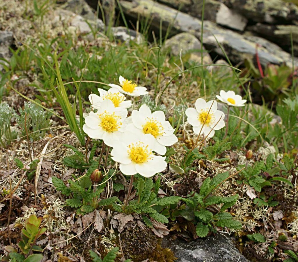 Дриада цветок. Дриада восьмилепестковая dryas octopetala. дриада куропаточья трава. дриада в тундре. дриада кустарник.
