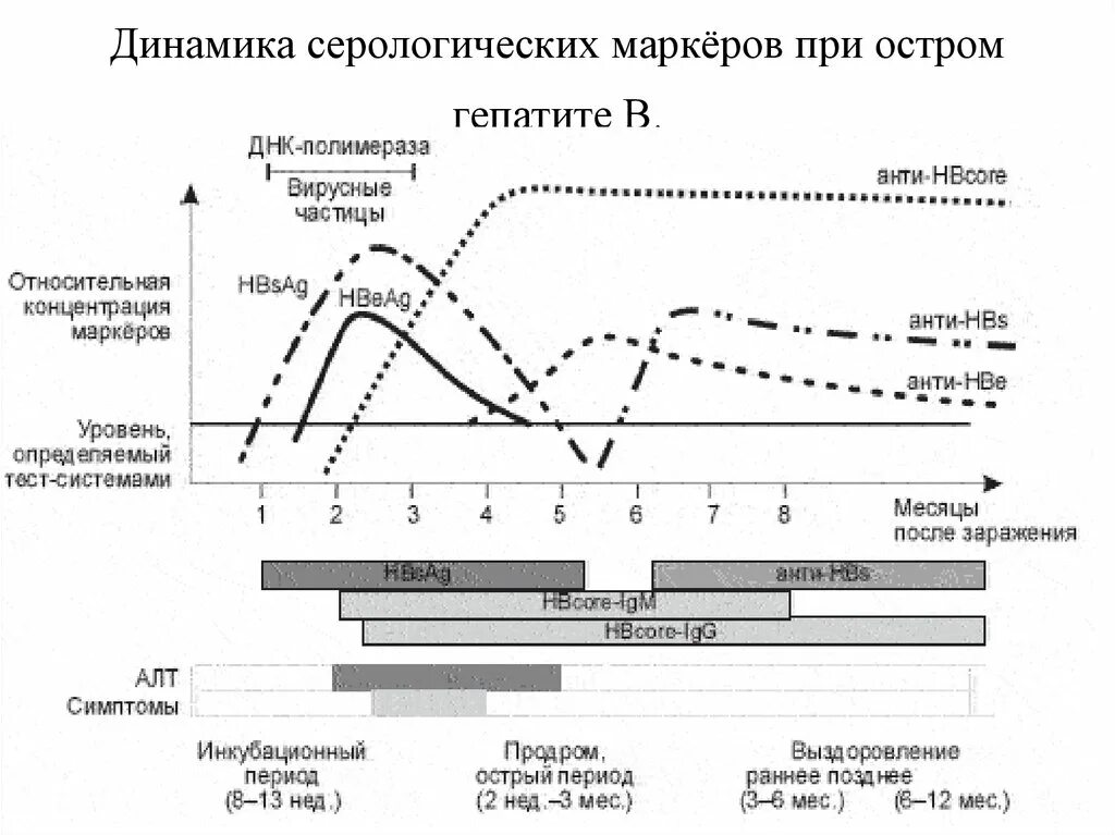 Динамика серологических маркеров при остром гепатите в. Динамика серологических маркеров гепатита в. Динамика иммунологических маркеров острого гепатита в. Маркеры хронического вирусного гепатита в. Маркеры острого гепатита в