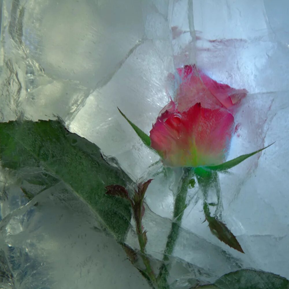 Разбивающая цветы. Цветы во льду. Цветок розы во льду. Замороженные цветы.