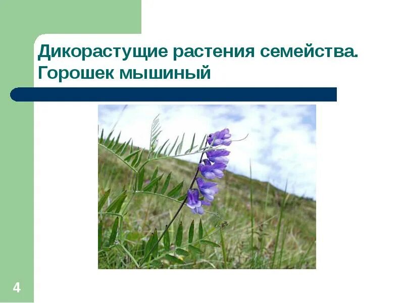 Какую формулу имеет цветок мышиный горошек