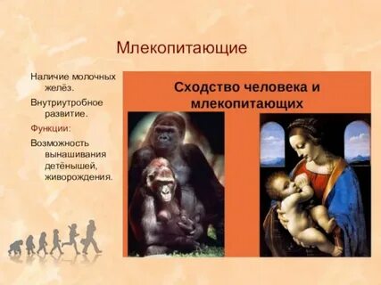 Функции развития человека
