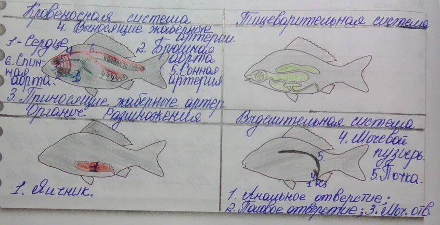 Биология лабораторная работа исследование внутреннего строения рыбы. Раскрасьте внутренние органы рыбы. раскрасьте внутренние органы рыбы красным цветом. внутренние органы рыбы раскрасить. раскрасьте внутренние органы рыбы биология.