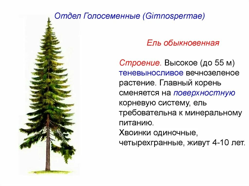 Характерные признаки хвойных. Представители хвойных голосеменных растений. Строение корня голосеменных растений. Корневая система голосеменных растений. Особенности строения голосеменных растений.