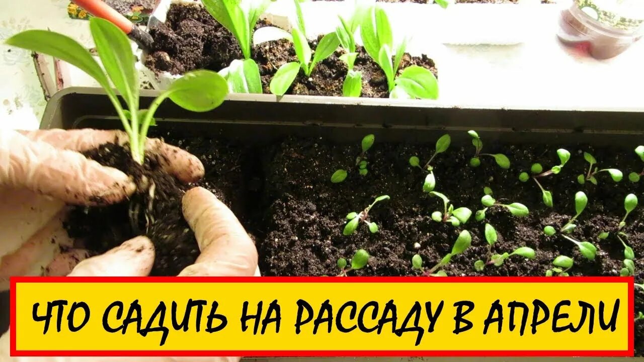 Посадка семян в апреле томатов. Рассада в апреле. Что садить в апреле на рассаду. Рассада всходы Скарлет. Цветы высаживаемые весной семенами.