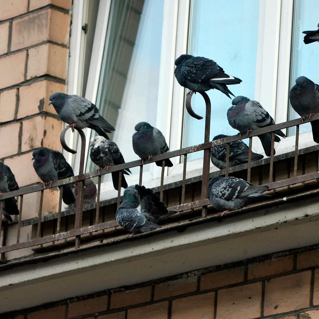 Сон птица в квартире. Декоративные птицы для дома. Дом с птицами. Сон птица в квартире. К чему снится птицы в доме много.