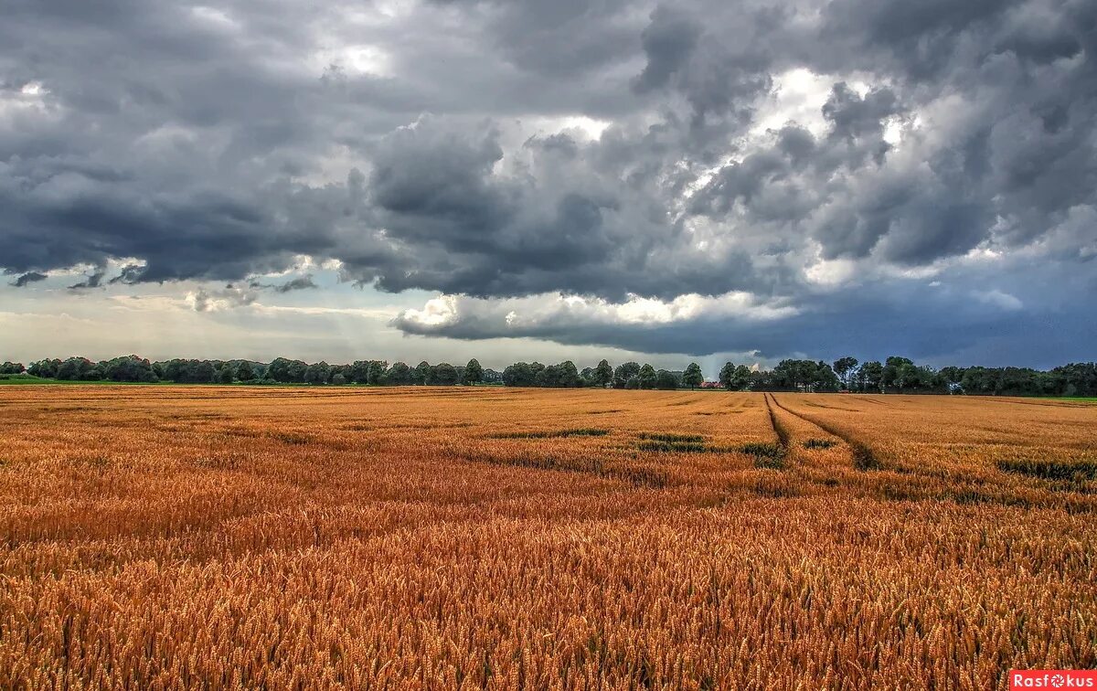 хлебная нива. хлебная нива. золотая нива поле. нива колосится. хлебная нива.