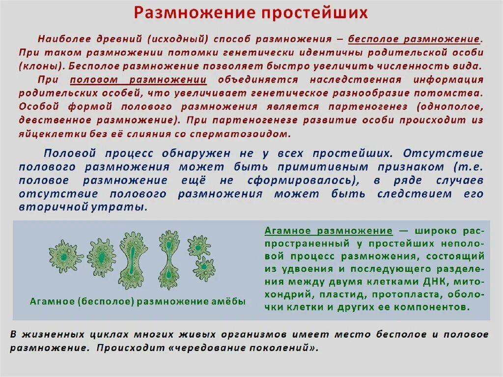 Почему при половом размножении потомства. Самый древний вид размножения. Размножение простейших процессы. Способы размножения простейших. Размножение протистов.