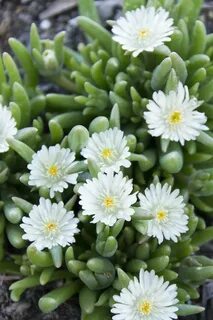 Ice plant
