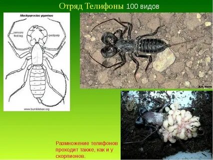 Древнейшая группа среди паукообразных