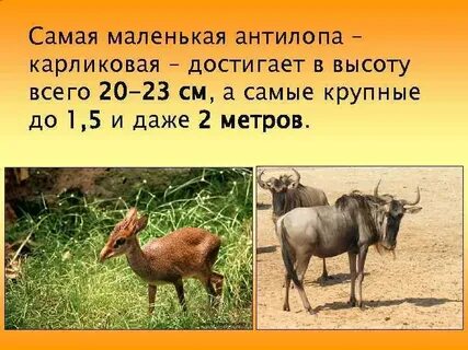 Антилопа карлик 5 букв