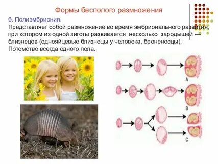 Андрогенез это в биологии