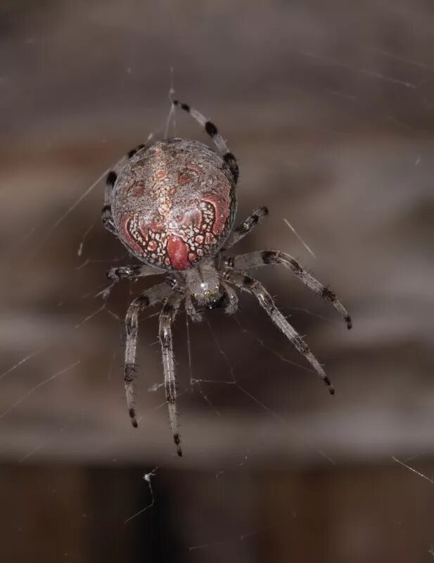 Паук крестовик araneus marmoreus. Паук araneus trifolium. Araneus marmoreus. Крестовик araneus marmoreus. Крестовик мраморный.