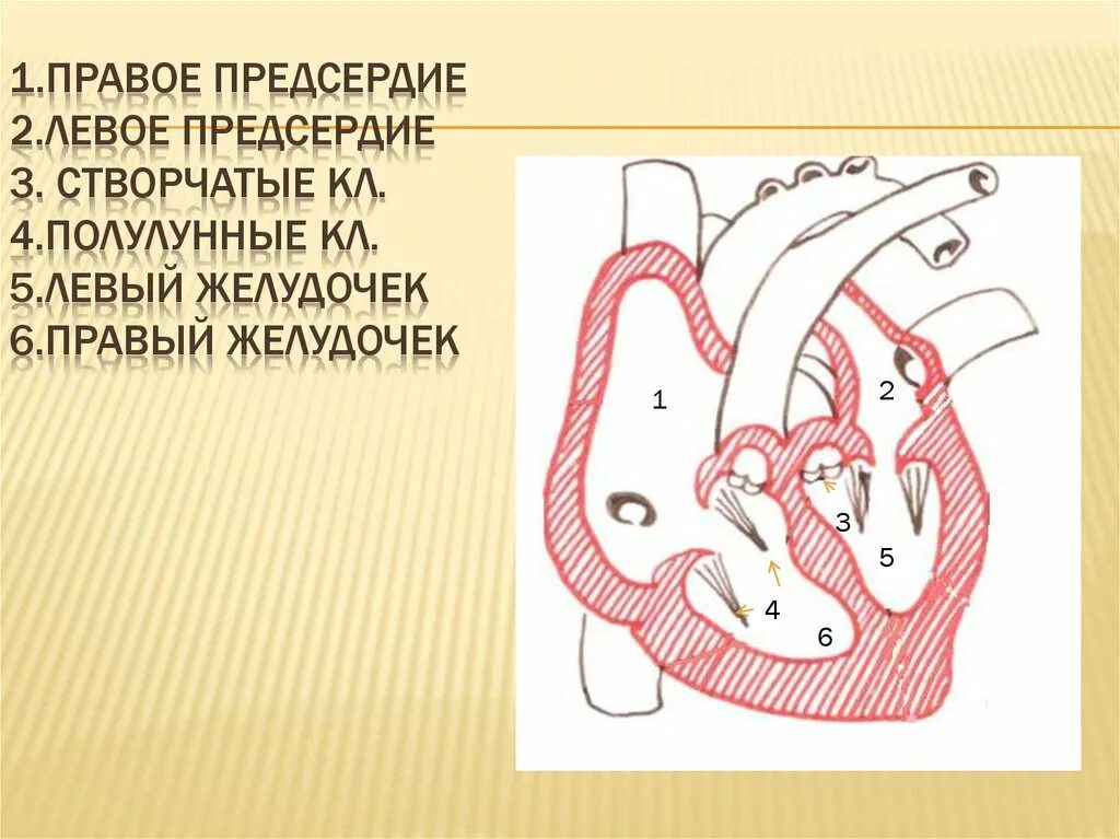 3 в левое предсердие впадают. Правое предсердие. Левое предсердие схема. Предсердие отдельный рисунок. Правое предсердие фото скелет.