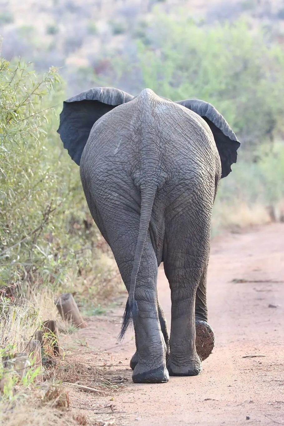 Elephants walking. Слон фото. Эй хобот. Слон идет. Слон ходит.