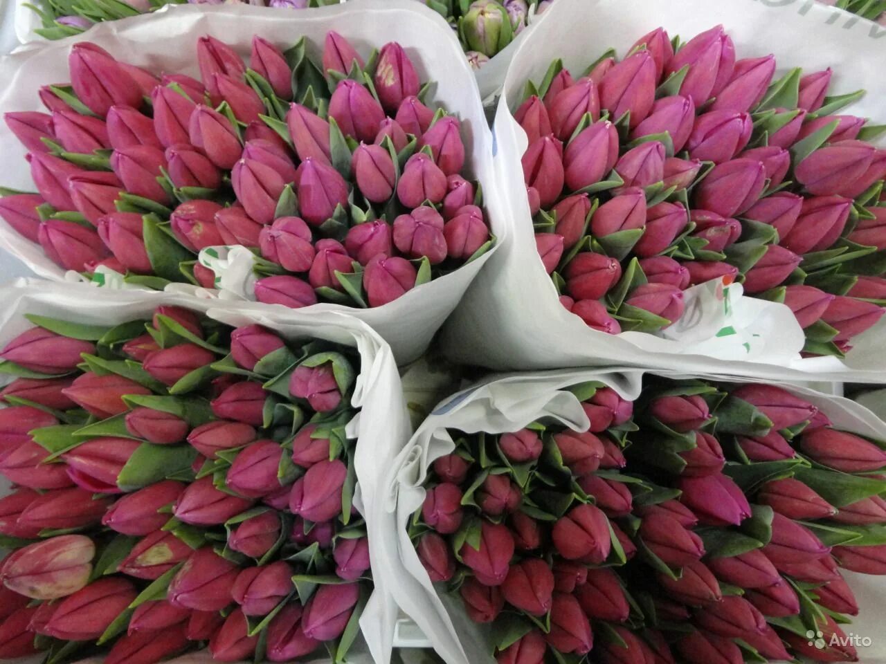 Где можно купить тюльпаны дешевые. Тюльпаны в пачках. Тюльпаны опт. Пачка тюльпанов оптовая. Производитель тюльпанов.