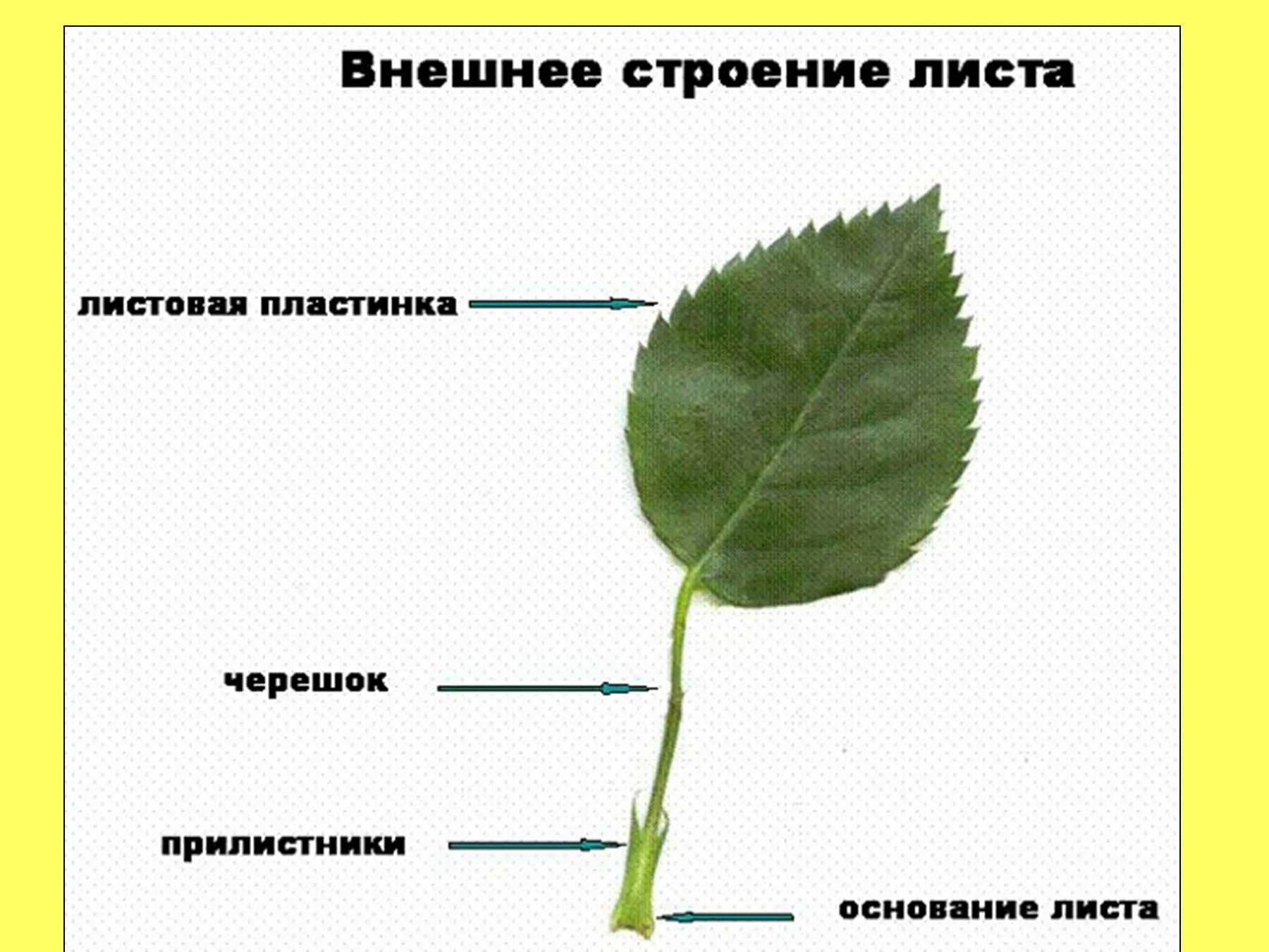 Черешок листа. Внешнее строение черешкового листа. прилистники черешок основание листа. внешнее строение листовой пластинки. лист с черешком и прилистником.