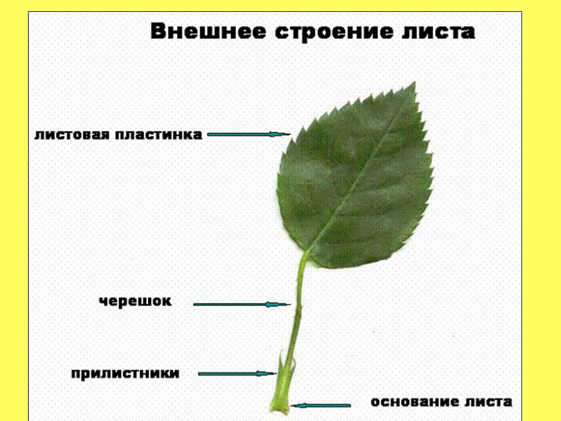 Части раздельного листа. Внешнее строение черешкового листа. Черешок прилистник. Прилистник черешок основание листа. Внешнее строение листовой пластинки.