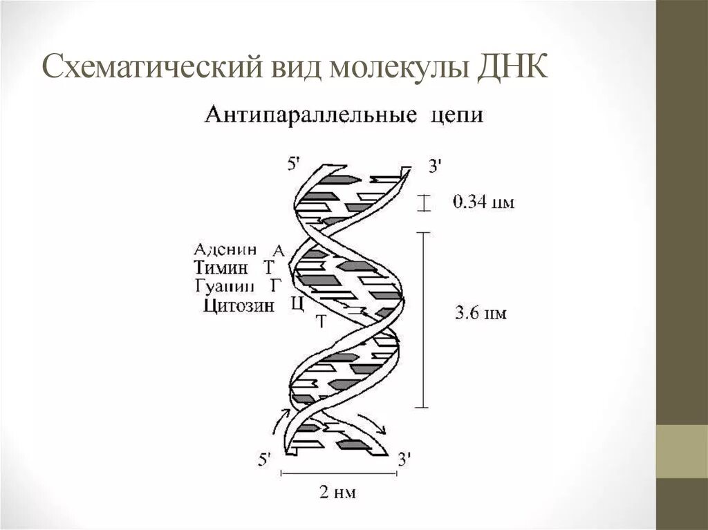 Выберите признаки молекулы днк. Строение молекулы ДНК. ДНК схематичное изображение. Схематическое изображение структуры ДНК. Структура молекулы ДНК В виде.