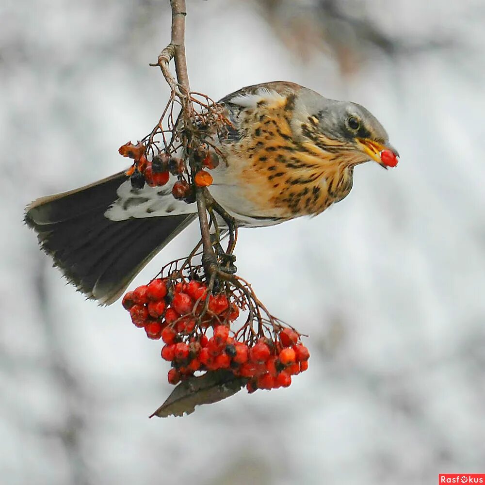 дрозд на рябине. рябинник зимой. деряба рябинник. рябинник зимой. лесной дрозд рябинник.