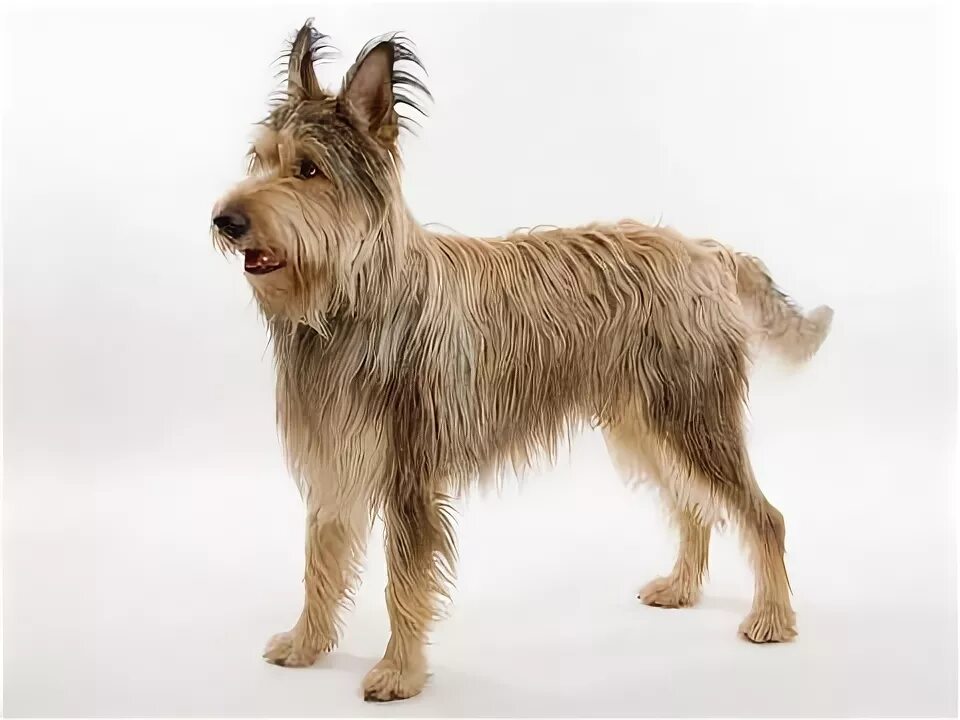 Berger Picard Dogs and Puppies Wiki Fandom