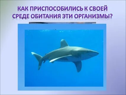 Акула среда обитания