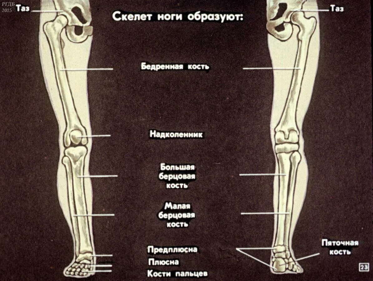 Кость ноги человека строение. Строение костей ноги человека ниже колена. Кости ноги человека ниже колена название строение. Часть ноги на б