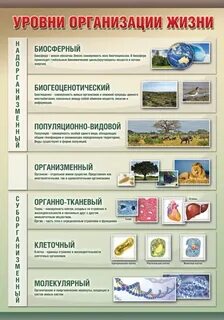 Структурные уровни биология