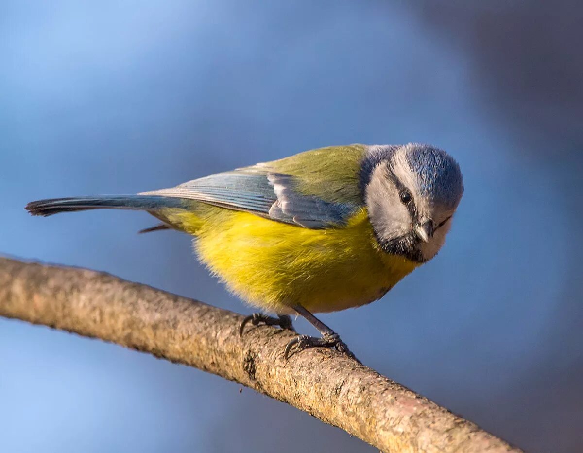 "гибриды лазоревки". Лазоревка канарская. Синяя птица свердловская область. Cyanistes caeruleus. Синица крымская.