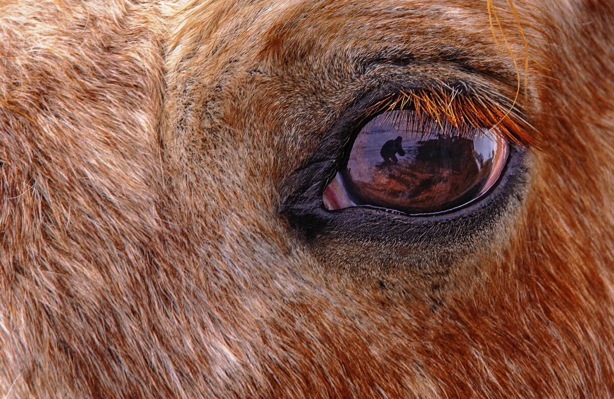 косит лиловым глазом слушать. косит лиловым глазом слушать. лошадь косит глазами. конь с лиловым глазом. конный клуб кониленд.