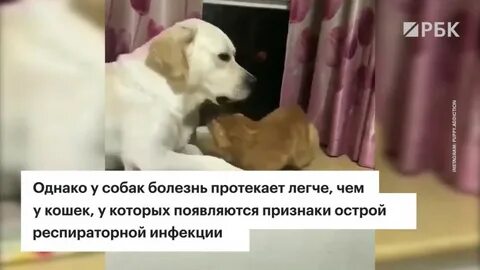 Собака заразилась от ребенка