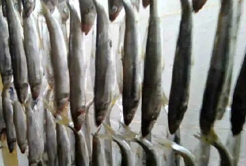 Приспособление для сушки корюшки. Корюшка и вобла. Сушка корюшки. Корюшка зубарь дальневосточная. Сушка корюшки.