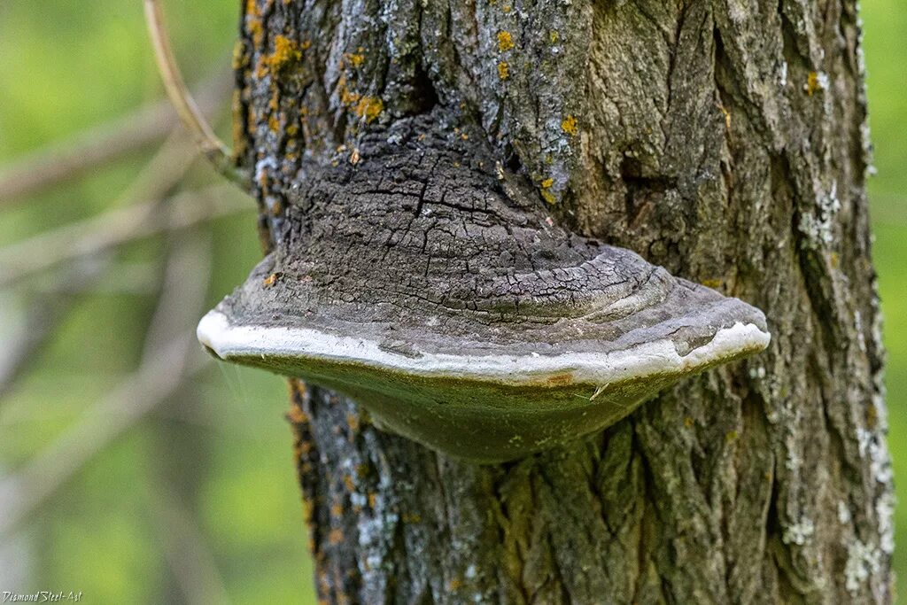 Лечебные трутовик. Трутовик ложный. Phellinus igniarius. Трутовик и ложный трутовик. Ложный дубовый трутовик.