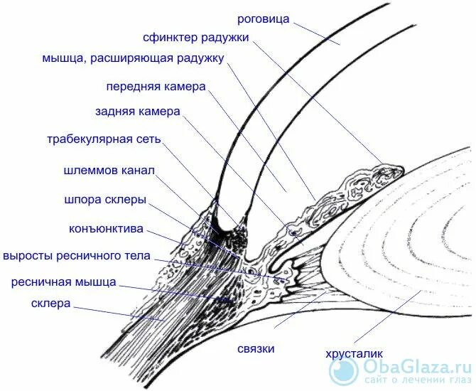 Ресничная мышца глаза функции. Строение цилиарного тела гистология. Анатомия глаза цилиарное тело. Строение цилиарной мышцы глаза. Ресничное тело глаза строение.