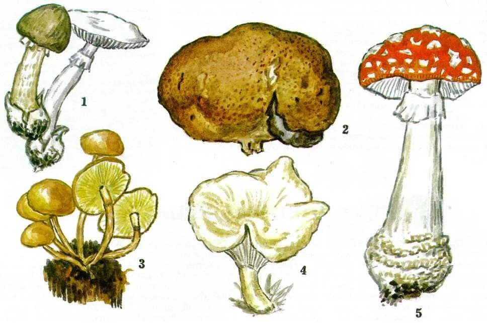 Два ядовитых гриба. Несъедобные грибы порховка. Рисунки ядовитых грибов. Несъедобные грибы на белом фоне. Рисунки съедобных и ядовитых грибов.