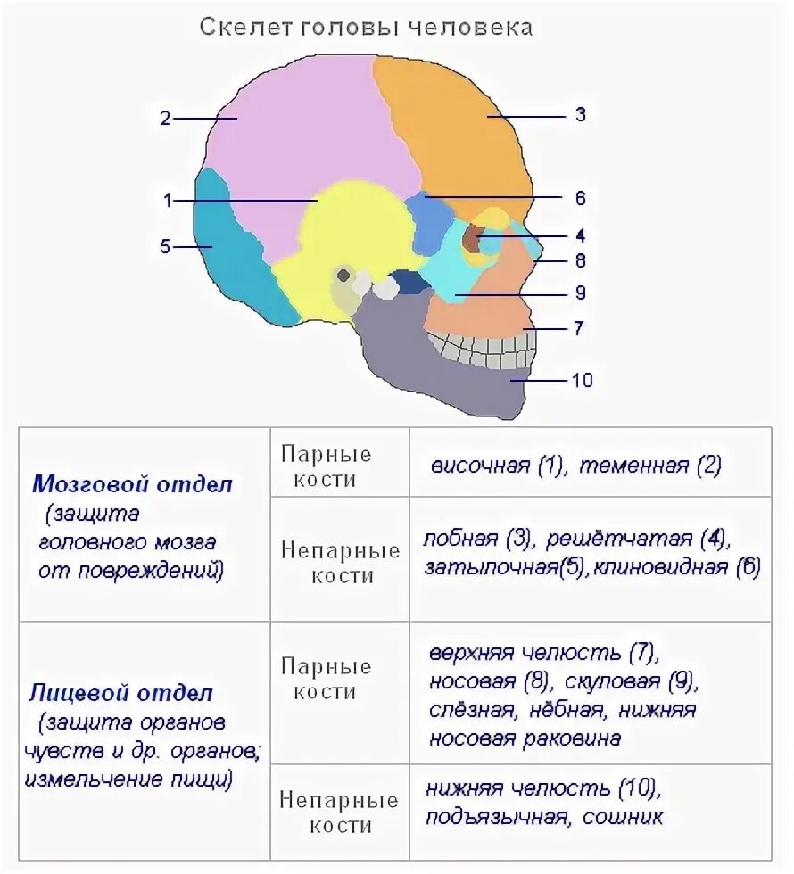 Парные и непарные кости лицевого отдела черепа. Таблица кости мозгового отдела черепа. Мозговой отдел парные и непарные кости. Непарные кости мозгового отдела черепа человека.