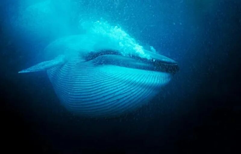 Где живут синие. Синий кит. Голубой кит. Усатый кит. Синий кит животное.