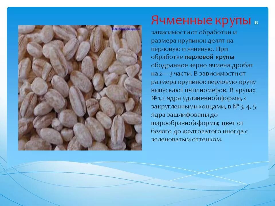 Из какого зерна делаются крупы. Из какого зерна делаются крупы