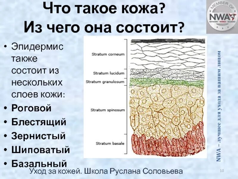 Эпидермис тип ткани. Базальный слой кожи. зернистый слой эпидермиса. эпидермис кожи состоит. блестящий слой эпидермиса функции.