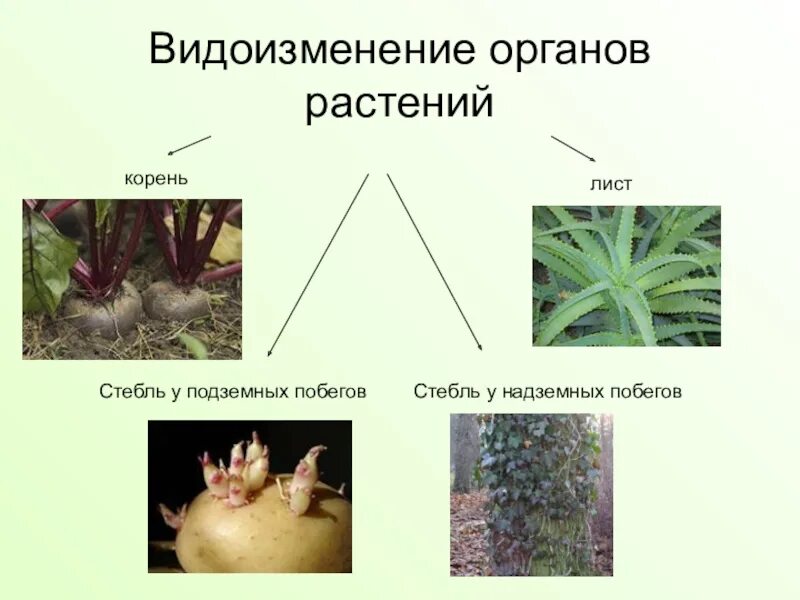 Видоизмененные листья и корни. Видоизменения органов растений. Видоизменённых органах растений. Метаморфозы органов раст.