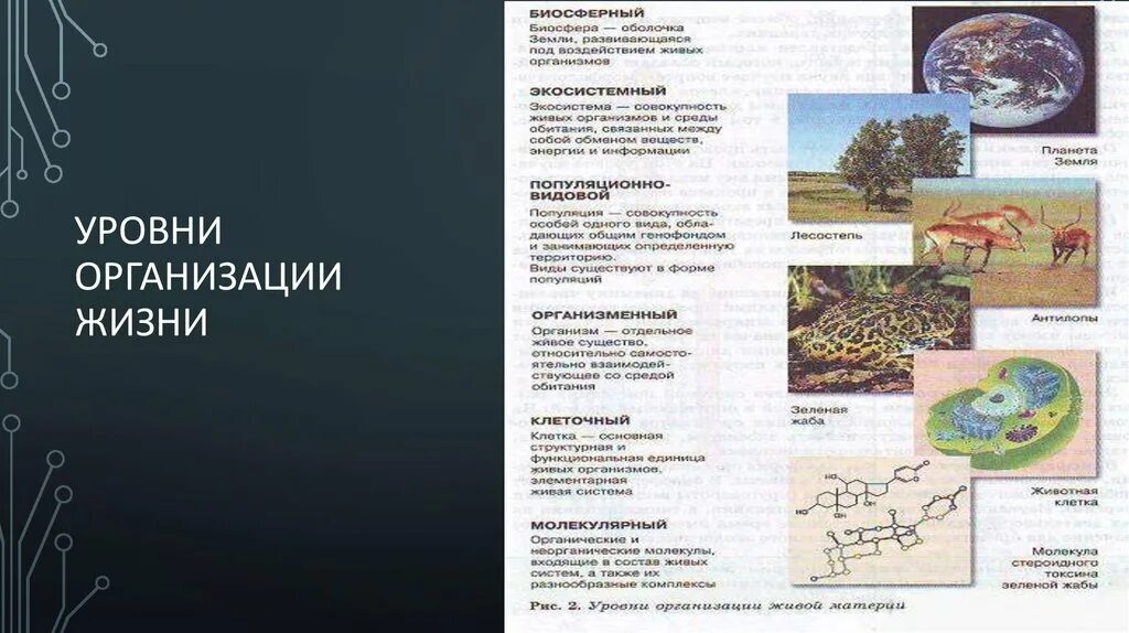 Экосистемный уровень это в биологии. Экосистемный уровень жизни. Экосистемный уровень жизни. Экосистемный уровень организации характеристика. Экосистемный уровень организации характеристика.