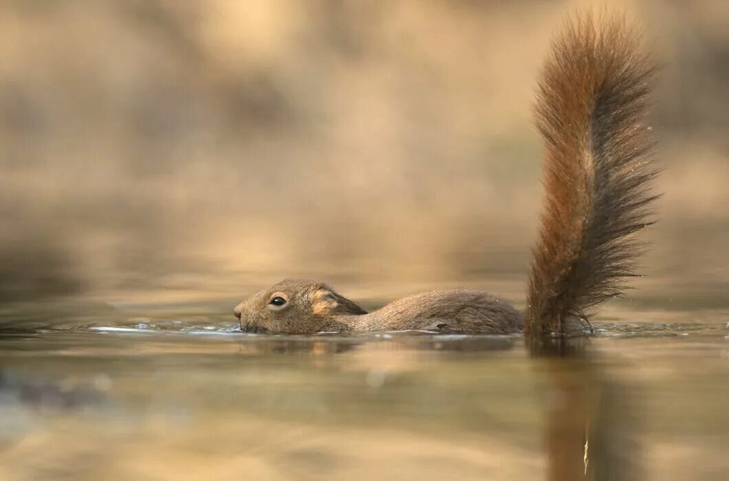 Белки белки воды воды. Белка плывет. Белки умеют плавать. Белка купается. Белка плавает.