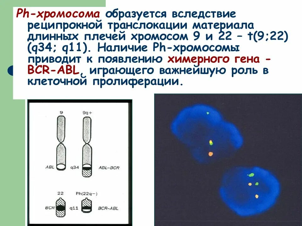 PH хромосома. PH хромосома Филадельфийская характерна для. Филадельфийская хромосома при хроническом миелолейкозе. Транслокация 9 и 22 хромосомы. Гены в хромосоме образуют группу