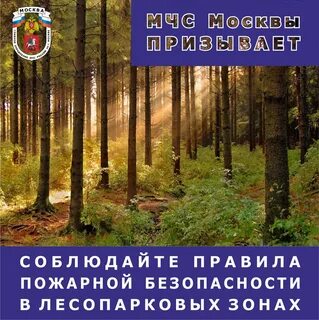 Безопасный лес